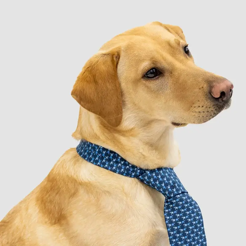 Amber office dog profile photo